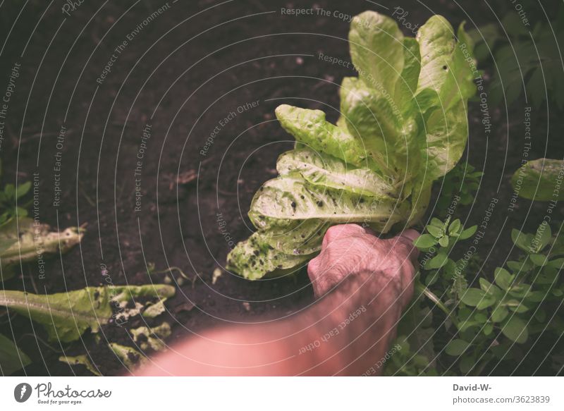 Man harvests salad and reaches for it with his hand Lettuce Harvest reap by hand Pick cut Ground Earth grow self-catering Greenhouse salubriously Sustainability