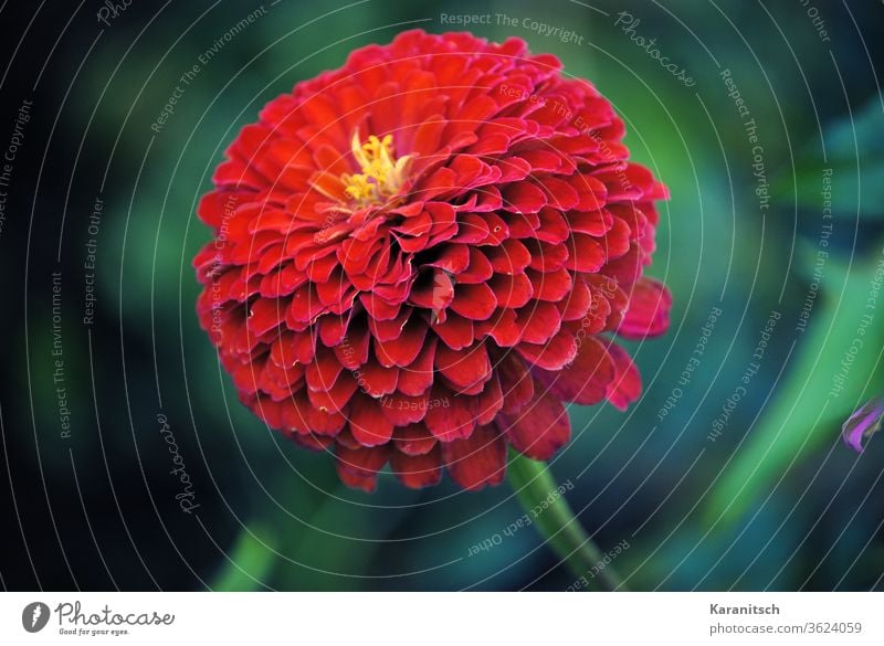 A red zinnias blossom against a green background. composite Flower Blossom asteraceae garden flower Ornamental plant Summer luminescent colors Red Green petals