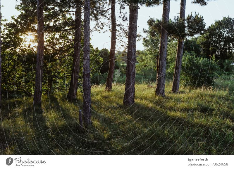 Light behind trees Jawbone pines Exterior shot green Landscape Colour photo natural Deserted Nature Plant Calm already Sunlight Sunbeam Sunset Grass