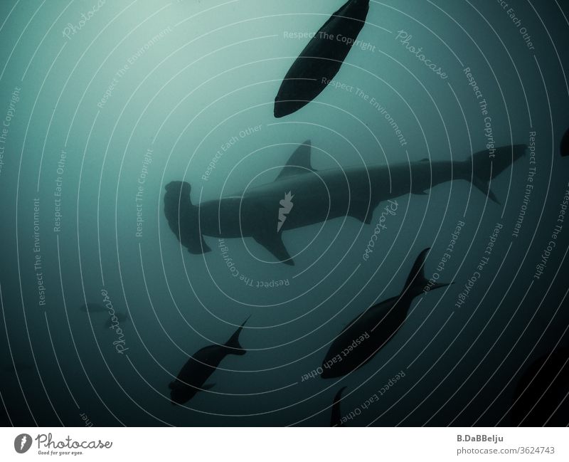 100|Der Hammerhai zieht ruhig im Gegenlicht vor den Galapagos Inseln seine Runden und kontrolliert sein Revier. Galapagos islands Ocean Vacation & Travel