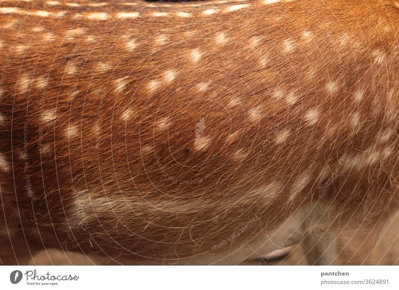 Deer or fallow deer. Close-up of the spotted fur. Beauty of the animal world. Wild animal Pelt Roe deer Pattern points Animal protection Beauty & Beauty Nature
