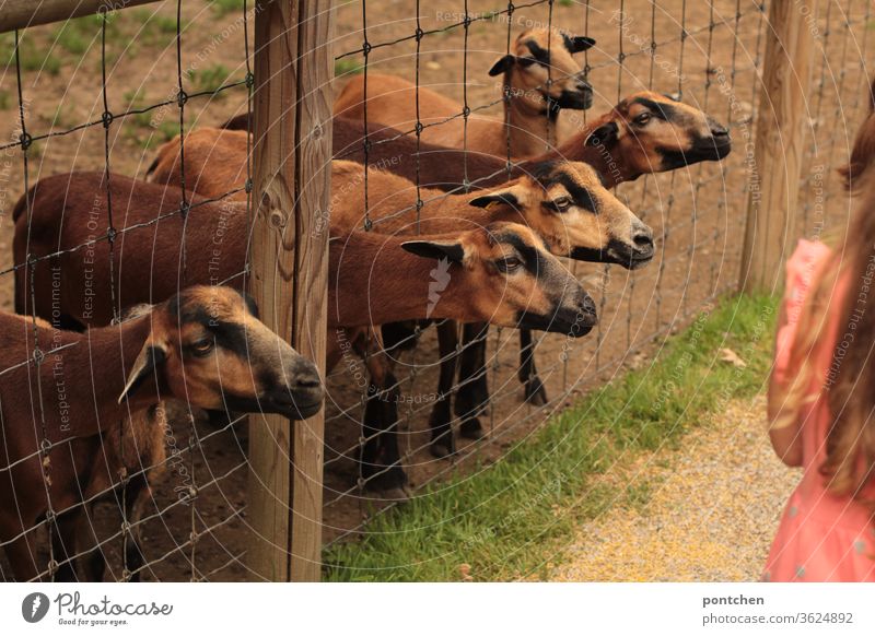 Five brown goats stretch their heads through a wire mesh fence and want to be fed. At the edge stands a girl in some distance. Hungry, greedy. Game Park Fence