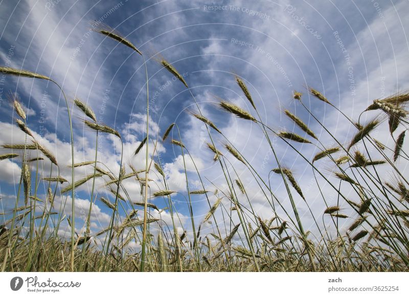 7 days through Brandenburg - frog's eye view Field Agriculture acre Barley Barleyfield Grain Grain field Wheat Wheatfield Yellow Blue Sky Blue sky Clouds