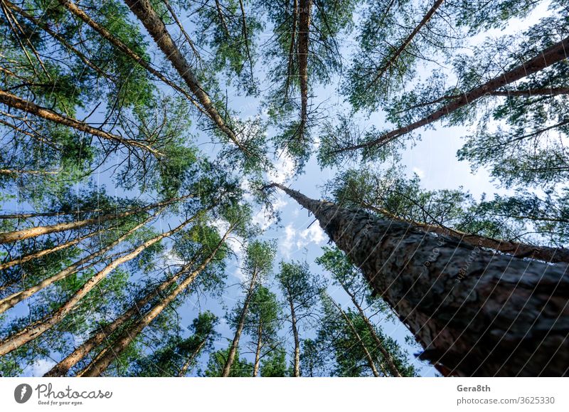 bottom view of tall pine trees in the forest against the sky and clouds air around background blue branch bright coniferous ecology environment foliage