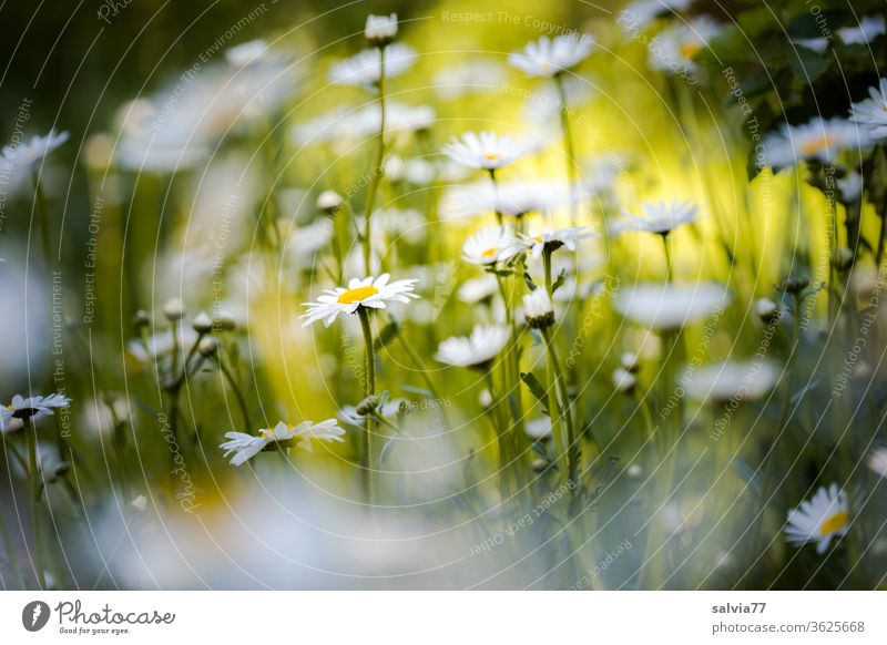 daisy meadow Flower meadow marguerites Summer Nature flowers Plant bleed Meadow Blossoming spring Fragrance Beautiful weather Exterior shot