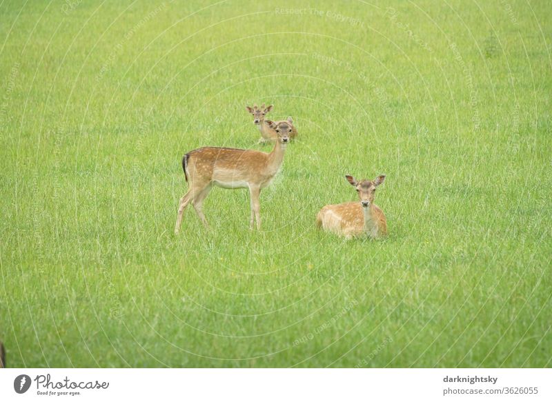 Roe deer Wild on a meadow rhe Fallow deer Exterior shot Colour photo Nature Deer Wild animal Animal Mammal Environment Animal portrait Looking Forest Deserted