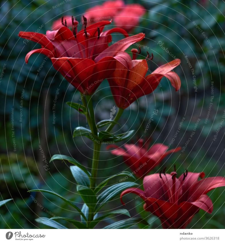 blooming red lilies with green stems and leaves in the garden lily nature flower plant background blossom flora stamen botany bouquet beautiful closeup floral