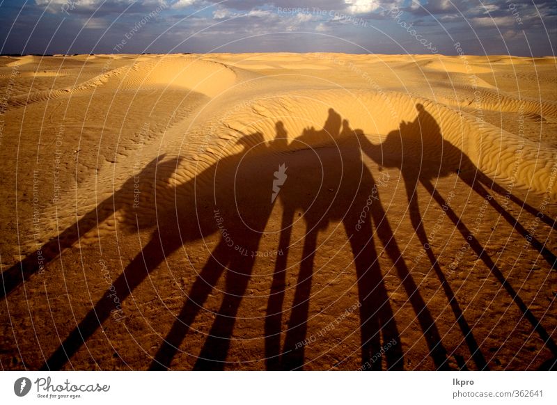 douze,tunisia,camel and people in the sahara's des Sand Sky Clouds Paw Brown Yellow Gray Green Red Black White gold Tunisia Sahara desert Dune curved arcuated
