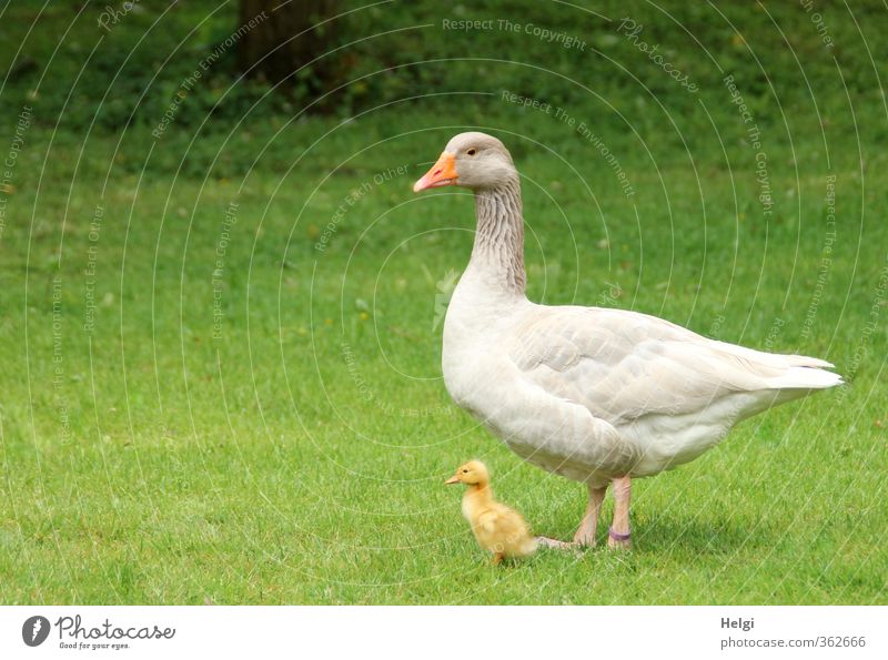 AST6 Inntal mother and child... Environment Nature Animal Spring Beautiful weather Grass Meadow Pet Farm animal Goose Gosling Chick 2 Baby animal Animal family