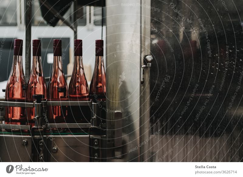 Pictures from the wine cellar during the bottling of rosé Rose Vine Winegrower Alcoholic drinks Deserted Colour photo Shallow depth of field Wine bottling