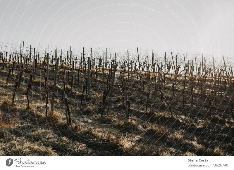 vineyard in winter Working in the vineyard Winemaker at work ecologic vine pruning Nature Close-up of hand Detail Winter Season Day Autumn Agricultural crop