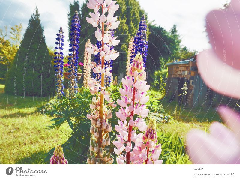 I'll race you Exterior shot Nature Plant flowers Deserted Blossoming Day bleed Environment Colour photo Garden Multicoloured spring green Lupin Sunlight Idyll