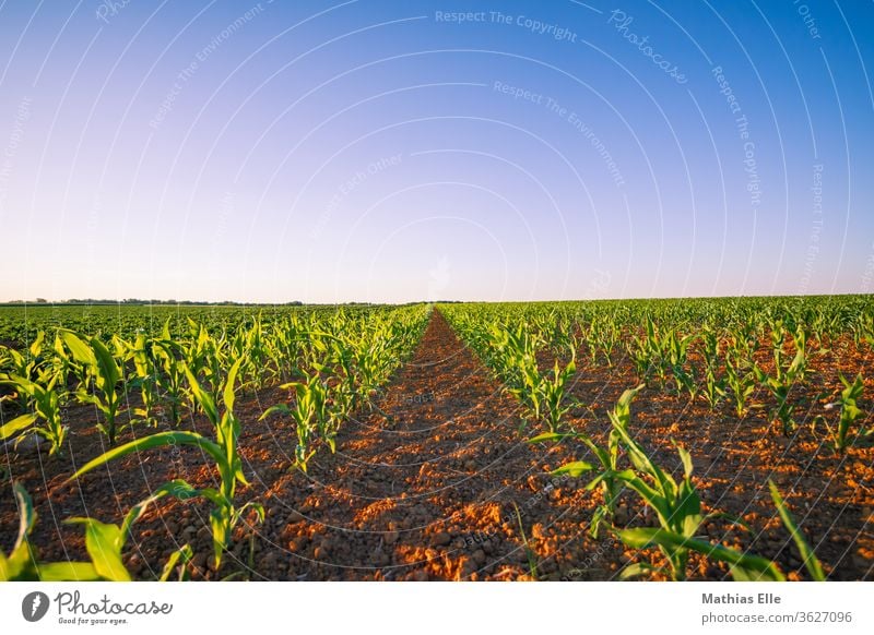 Arable land with young corn Field Nature Landscape Maturing time Moody Dusk already Middle Orange Maize field Color gradient Calm Evening green Plant