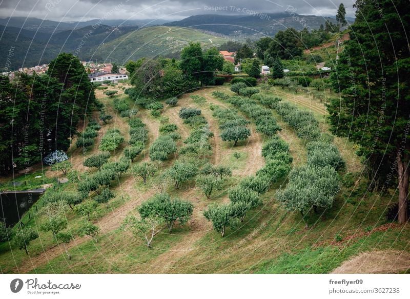 Apple tree plantation in Galicia, Spain apple tree trees agriculture galicia spain garden fruit grass green nature soothing fruit tree many farming cultivation
