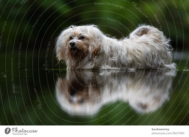 Dog is in water Bichon Havanais Pet Water cooling Havanese bathe Copy Space bottom Outdoors Nature Longhair Sweet Small fuzzy fluffy reflection
