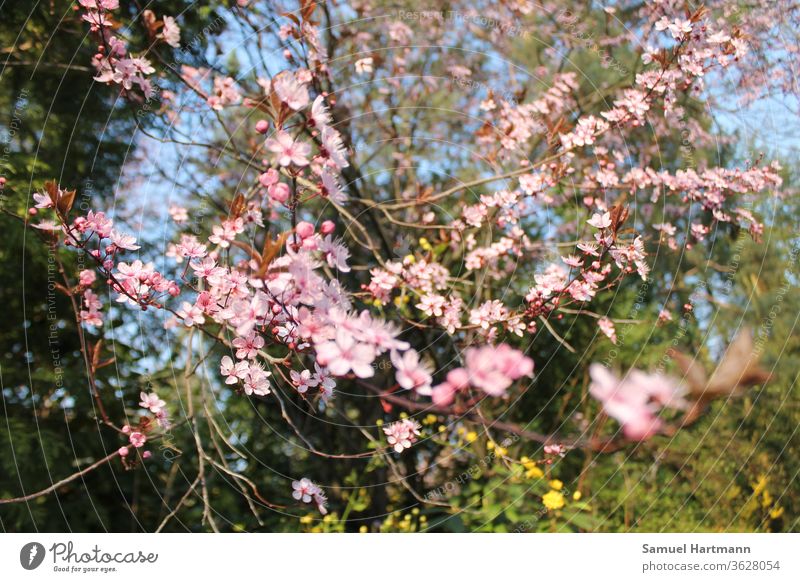 pink tree blossoms in spring light Happiness Fresh Multicoloured Shallow depth of field Day green Spring colours Spring flowering plant come into bloom