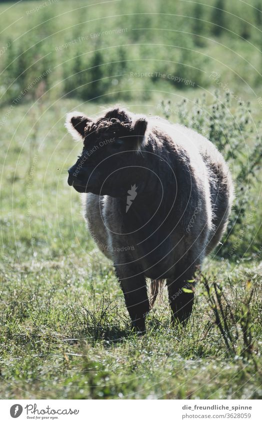 Cow on meadow II chill Cattle Animal Willow tree Agriculture Mammal Meadow Grass Looking Nature Exterior shot Pelt White Sky wieseberge Gray Weather Landscape