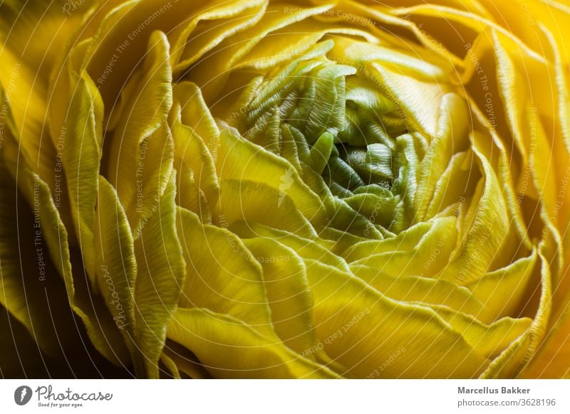 Yellow Ranunculus flower blooming agriculture arranging flowers background beautiful beauty blossom botanica bouquet bright bud buttercup close closeup color