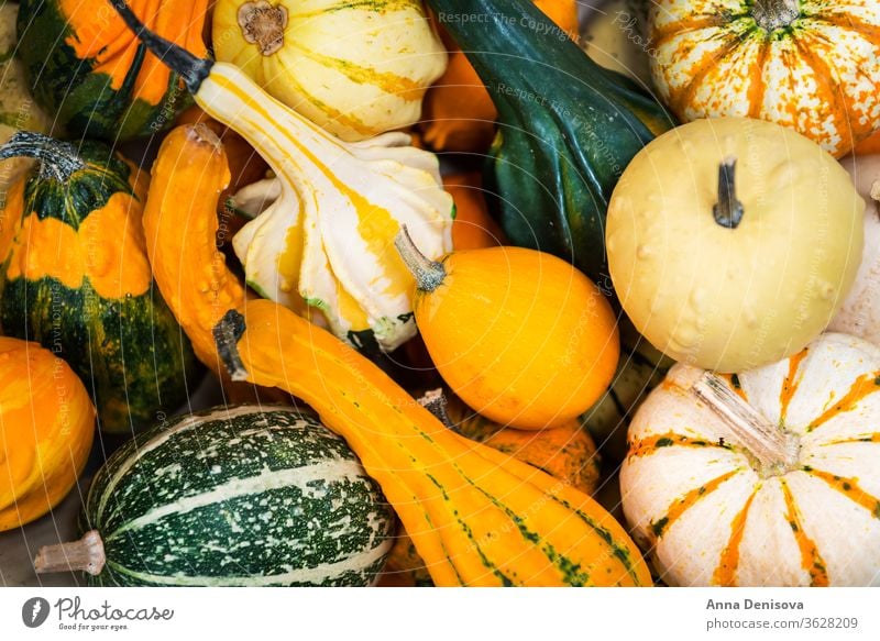 Full Slender Pumpkin Fruit - a Royalty Free Stock Photo from Photocase