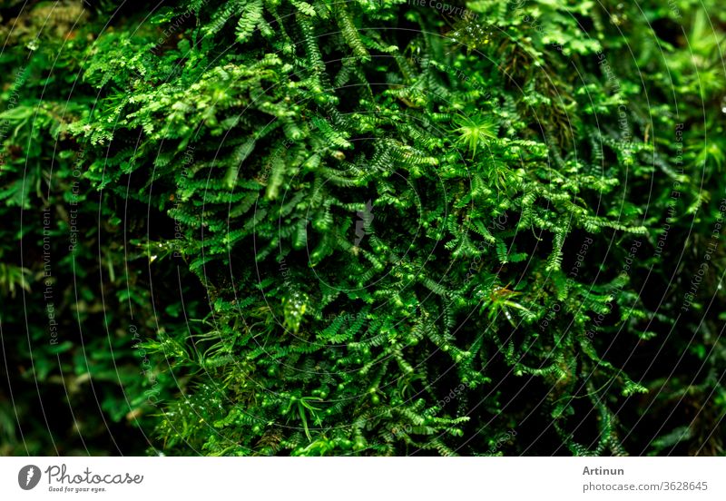 Macro shot detail of mosses cover with dense on dead tree. Green environment, nature, ecology, biodiversity concept. Natural background backdrop beautiful