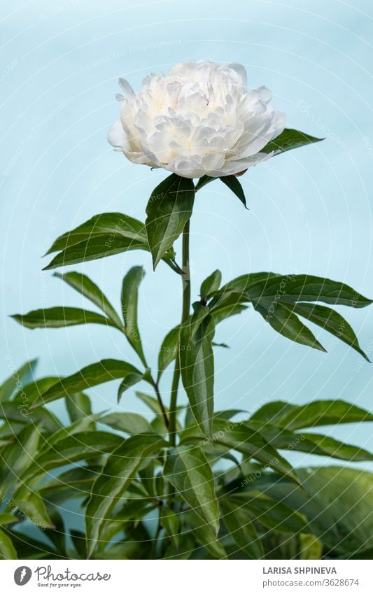 White blooming peony flower on light blue background. Beautiful bud flower head for greeting card, copy space white beautiful summer natural nature blossom