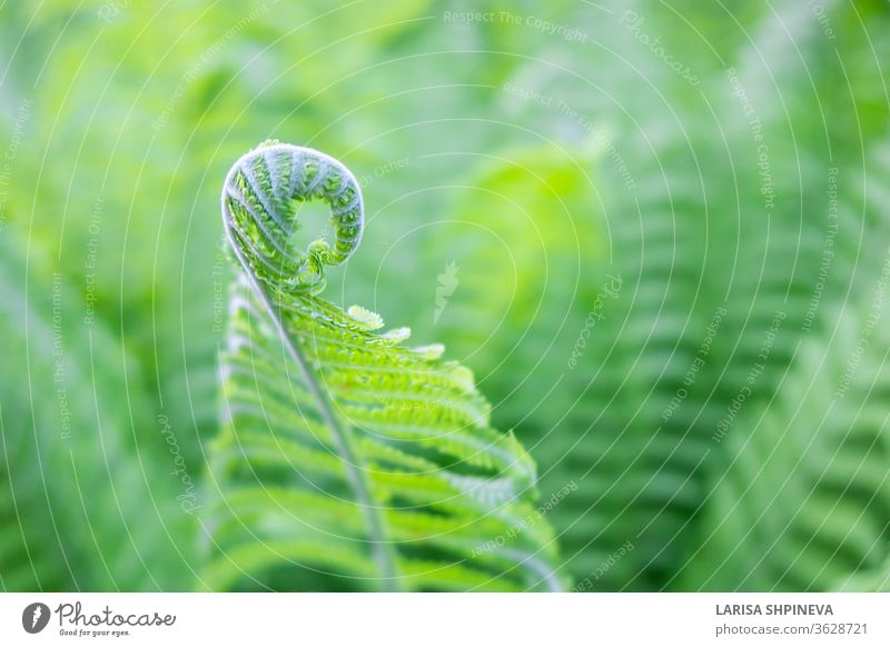 Beautiful fresh green young shoots stems spiral of fern leaves on natural background, copy space. leaf nature growth plant new garden environment freshness