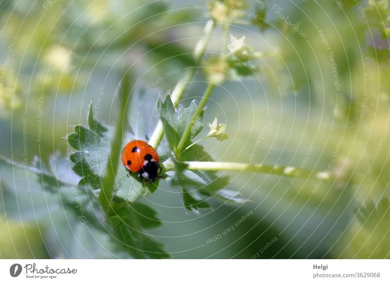 small beetle - ladybird sitting on a leaf of a green plant Ladybird Insect Beetle Good luck charm Animal Nature Exterior shot Colour photo Close-up 1 Deserted