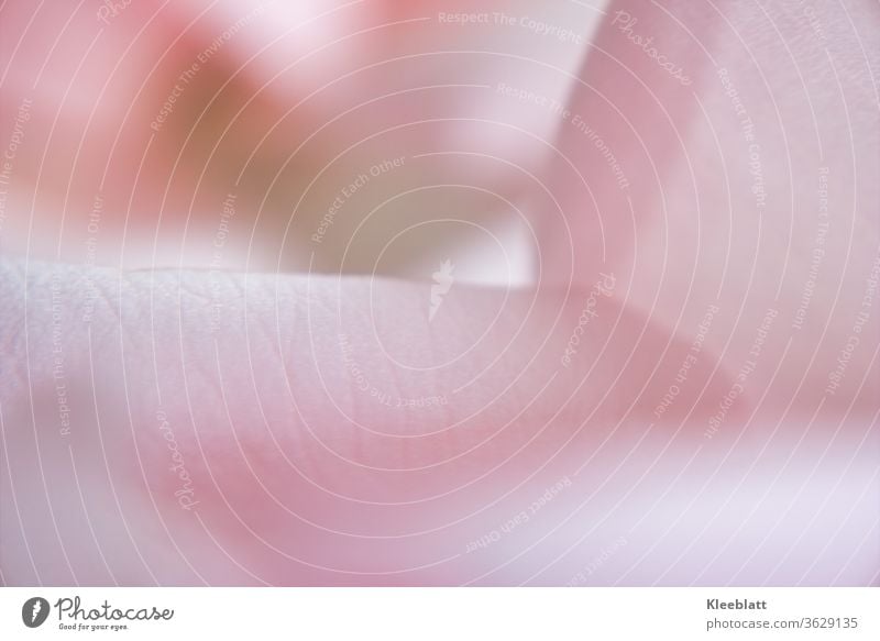 Petal pale pink with visible leaf structures Macro shot background blurred Rose petal, Pale pink, petal, Pink Blossom leave Shallow depth of field Close-up