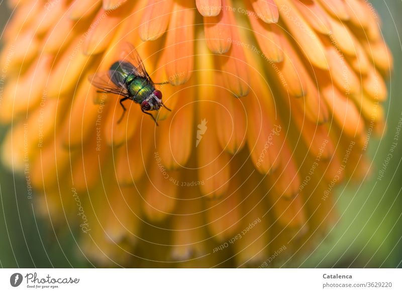 The golden fly (Lucilia sericata) sits on the orange flowers of the candelabra Aloe flora fauna Insect Fly Blowfly Greenbottle fly Plant succulent