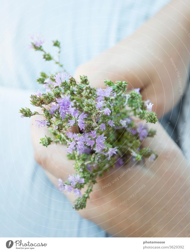 Freshly picked thyme in your lap Crete Thyme Herbs and spices herbs bleed shot already by hand hands Blue Summer Summery Blossoming Plant flowers Blur Fragrance