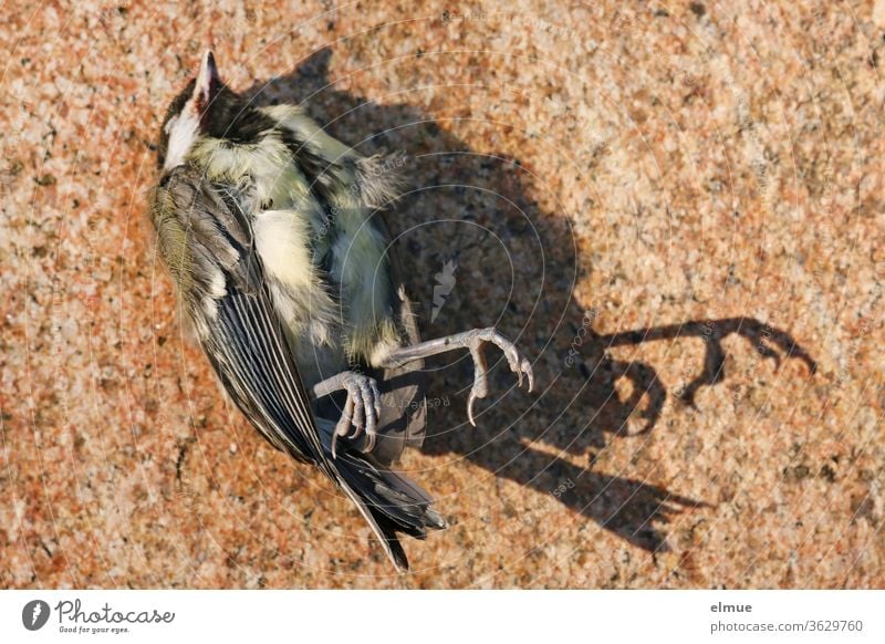 dead great tit lies on a stone slab, legs and tail cast shadows Tit mouse prey animal birds Shadow bird leg Feather Beak perished End pass Grand piano flown out