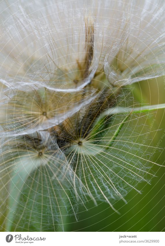 Blowball: fragile, transparent structure Plant green Nature Blur White Near Fragility transparency lowen tooth dandelion flying seeds Sámen Mature natural