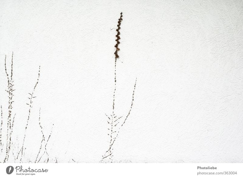 A little wall plant Environment Nature Autumn Plant Wild plant Village Deserted Detached house Wall (barrier) Wall (building) Esthetic Bright Small Brown White