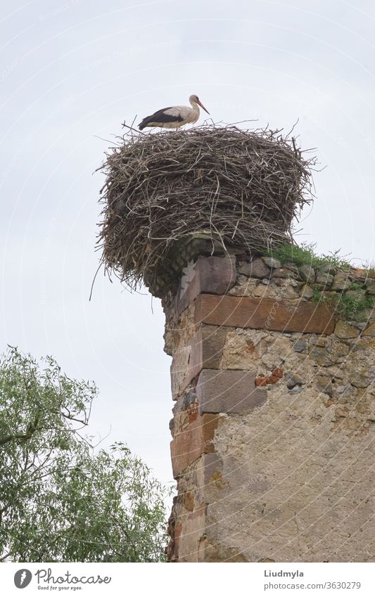 A stork in the nest on top of an old wall day environmental propagation reproduction rural ancient architecture eggs ecology migrating parent chimney branches