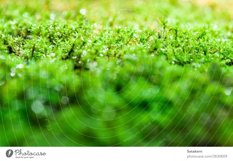 Freshness green moss growing on floor with water drops in the sunlight dew nature fresh macro garden forest wet algae lush beauty tropical season outdoor park