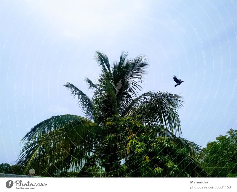 Bird flying from coconut tree looks good crow swarm Raven birds Animal Feather Black Nature Flying Sky Wing Beak Aviation Air Common Raven Blue Carrion crow