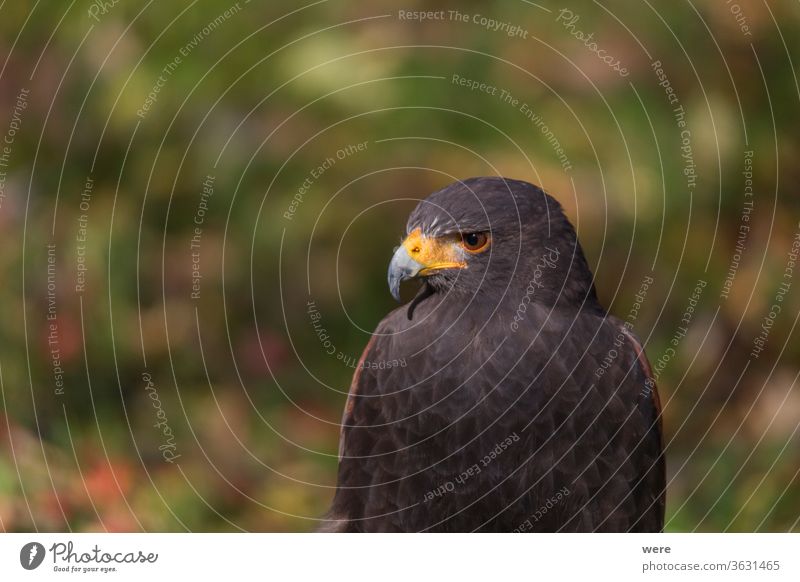 Portrait of a bird of prey Bald Eagle Haliaeetus leucocephalus animal beautiful copy space eagle falconry fly heraldic animal hunter hunting majestic nature