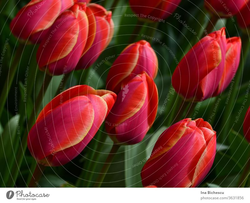 Several pink red tulips with yellow stripes on the petals between their green leaves. bleed flowers Garden Yellow Nature natural already romantic floral
