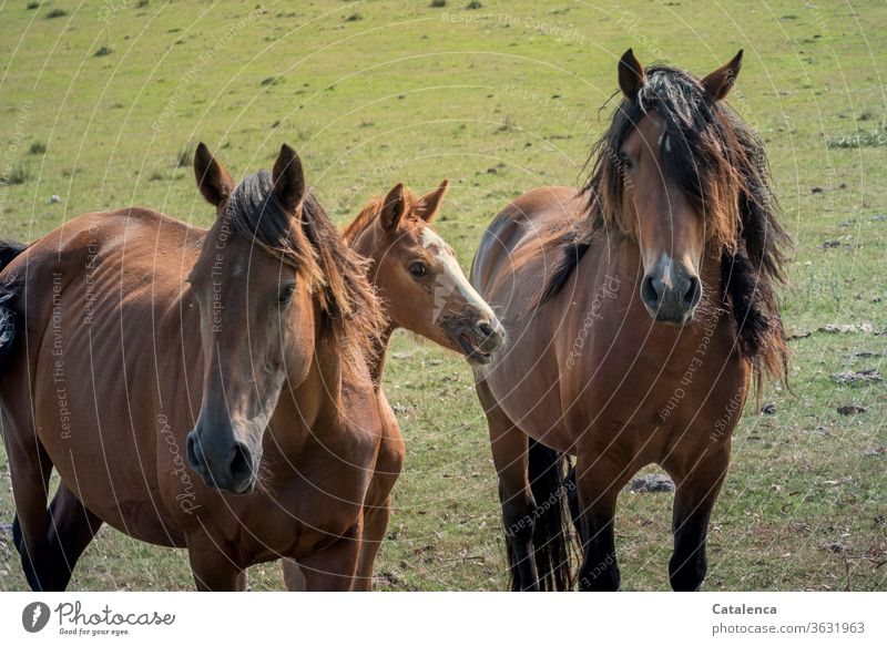 horse family Horse Ride horses Meadow Nature Green Brown Farm animal stallion mare Foal Free Wild Family at the same time