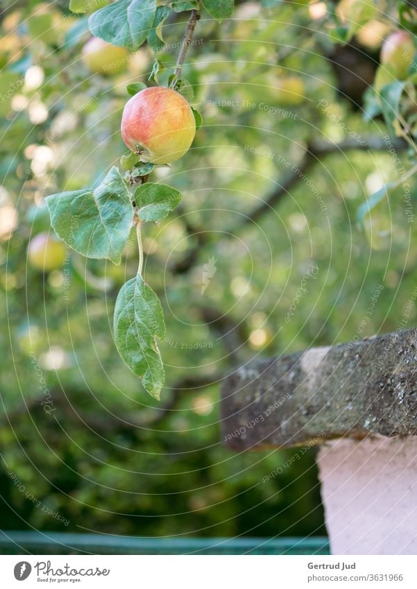 An apple hangs from a branch above the fence Flowers and plants Grass Graz Summer Nature Plant Garden Exterior shot green Colour photo Close-up natural Growth