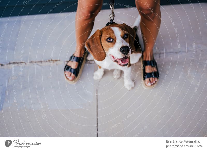 top view of young woman walking outdoors with beagle dog. Family and lifestyle concept city urban casual clothing caucasian summer happy pet together