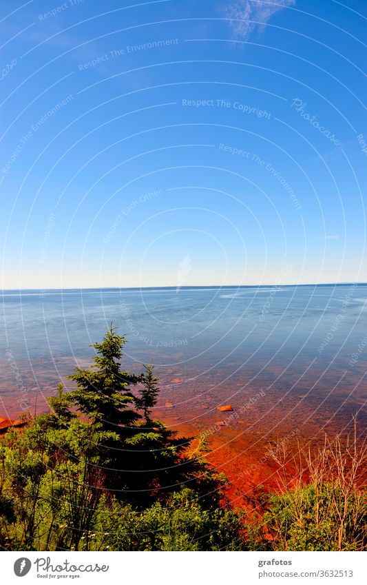 Red Water Prince Edward Island Canada Iceland P.E.I. Exterior shot Colour photo Nature Landscape Deserted Day Environment natural Fir tree Ocean Bay Blue green