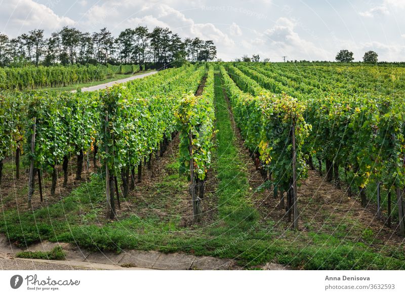 Vineyards at sunset during autumn harvest season grapes vineyard wine winery california france alsace background agriculture growing landscape farm fresh ripe