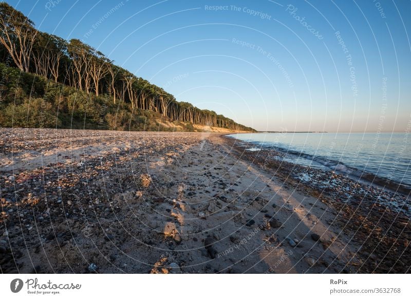 Early morning at the Baltic Sea beach. ghost forest Forest Wind cripple Beach Coast Ocean Sandy beach seashells ocean vacation Nienhagen coastal migration