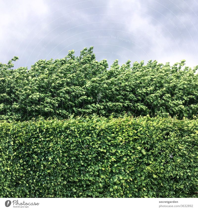 Sometimes the wall is thicker than you can break through. Wall (barrier) Nature shrub Minimalistic graphically Pattern Direct Hedge hedge trimming cut
