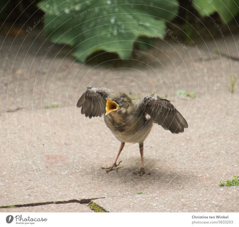 The small young wagtail / Motacilla alba is now very hungry and begs and calls for food Wagtail Wippsteert fledglings young animal Small songbird Wait Sit