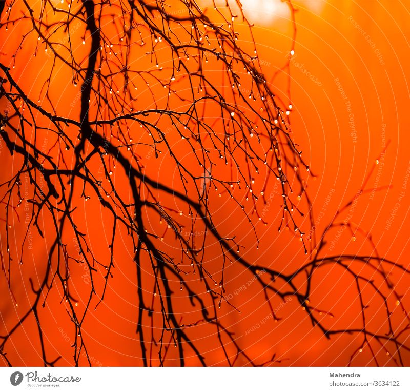 Tree without leafs in red sky Tree,branches,sky,red,sunrise,sad, beautiful evening,red sky Exterior shot Blue Colour photo Deserted Beautiful weather