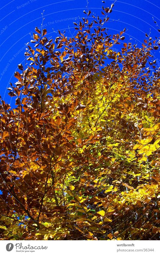 Golden October Leaf Autumn Multicoloured Yellow Tree Sky Blue
