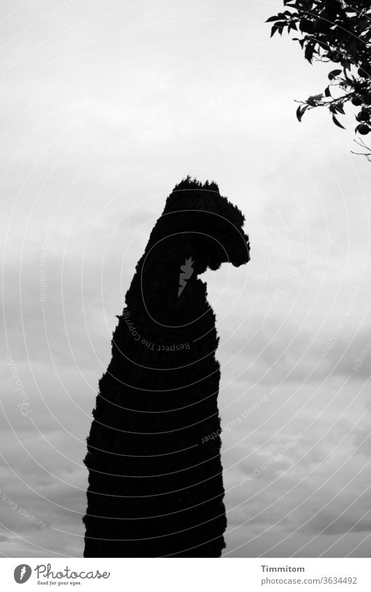 Strange tree in Rome - I am only human Tree Think Playing Human being Sky Clouds Black & white photo Italy