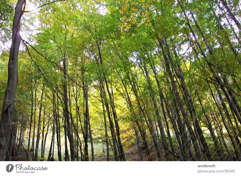 autumn forest Forest Tree Autumn Multicoloured Leaf Yellow Green Mountain Tree trunk Branch